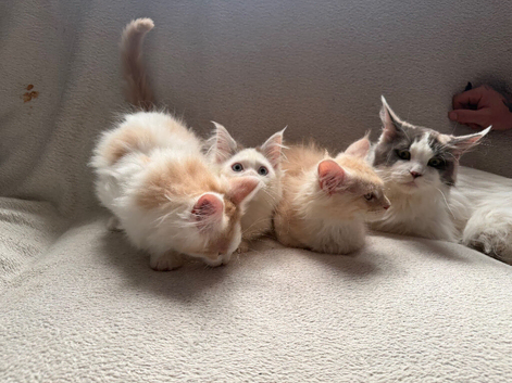 Maine Coon Kittens
