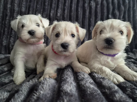 COCO'S BEAUTIFUL THIRD & FINAL LITTER  Miniature Schnauzer