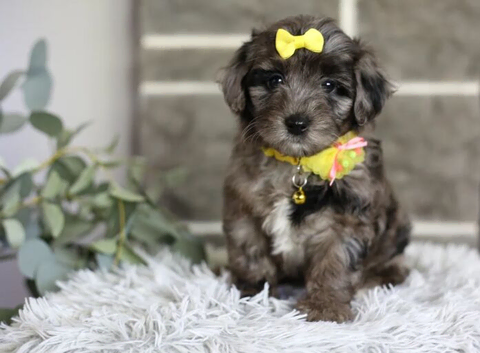 Adorable Maltipoo Puppies