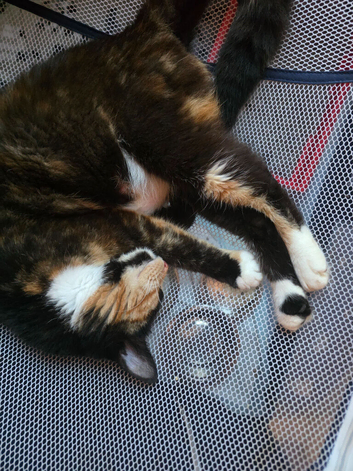 A lovely tortoiseshell cat