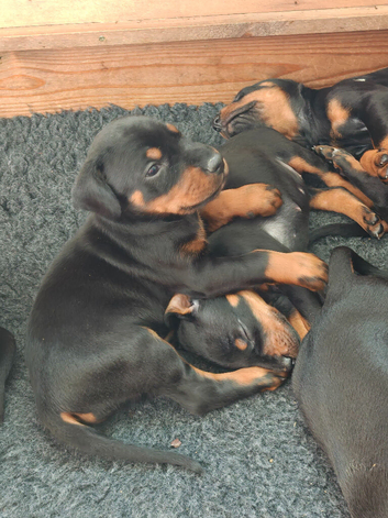 KC registered puppies