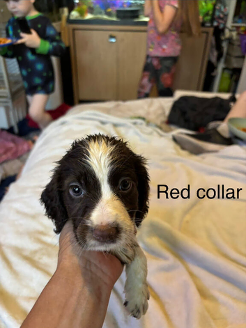 Beautiful spocker puppies