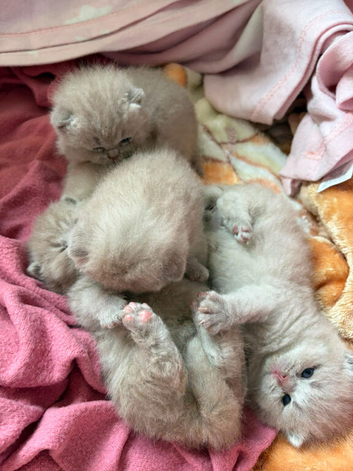 4 lilac british shorthairs
