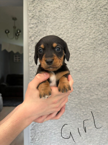Miniature Dachshund