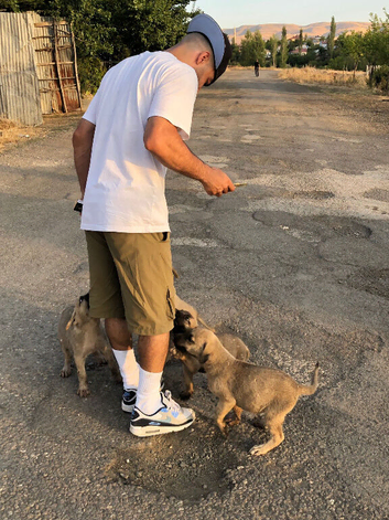 Kangal pup&rsquo;s