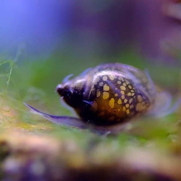 Cheap Bladder Snails x35, for 10 GBP, plus Extras