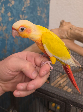 Handreared super tame!