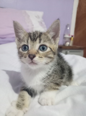 Beautiful kittens