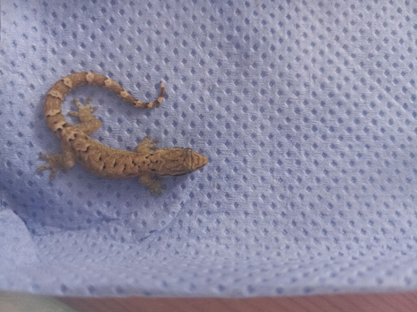 Mourning geckos