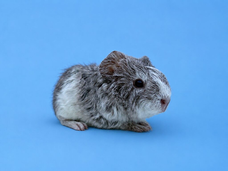 Baby guinea pigs