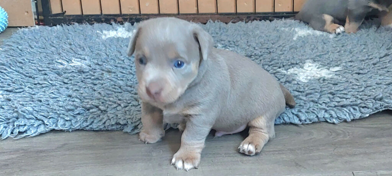 LILAC/BLUE and TAN JACK RUSSELL PUPPIES
