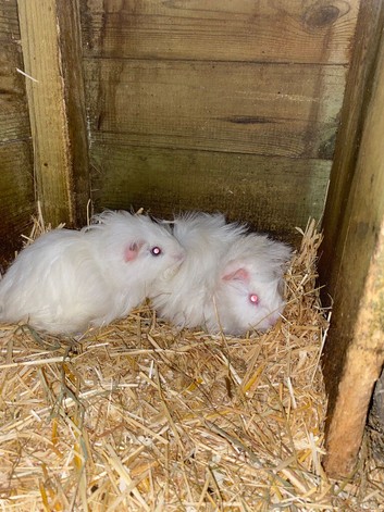 BABY MALE GUINEA PIGS