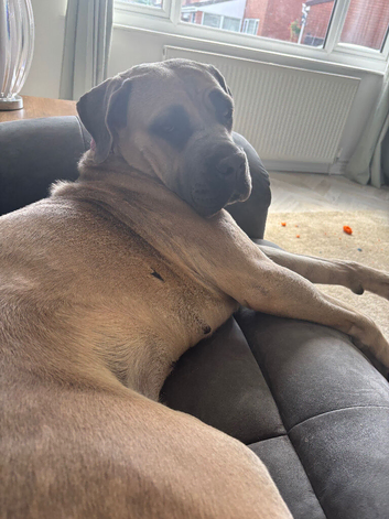 cane corso