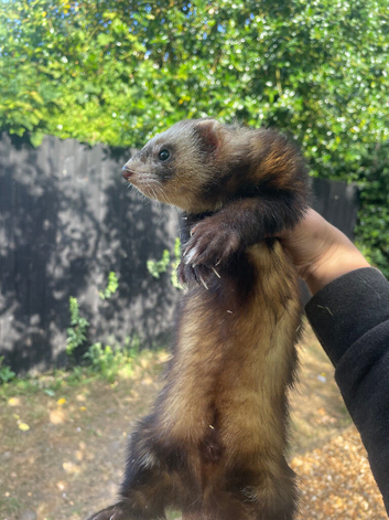 Angora X polecat