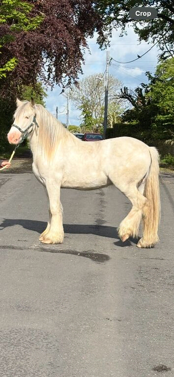3 year old gelding