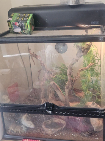 2 female crested geckos
