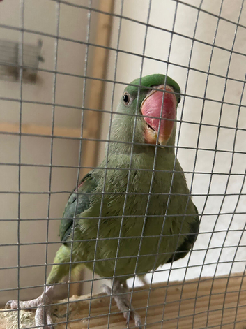 Young Tame Alexandrine parrot sale