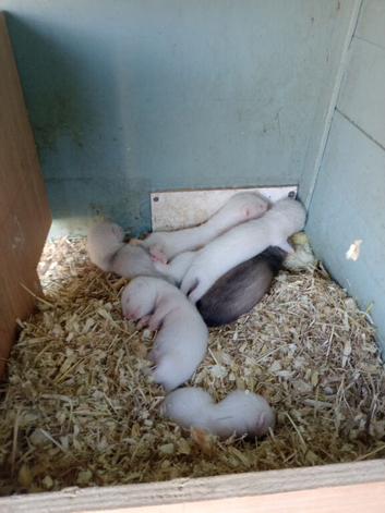 Ferret  kits ready to go now.