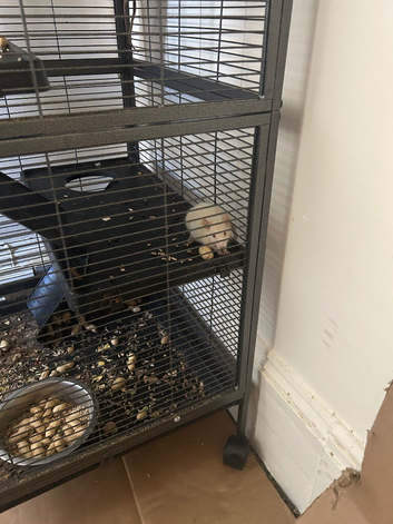 2 Dumbo, 1 Albino with cage