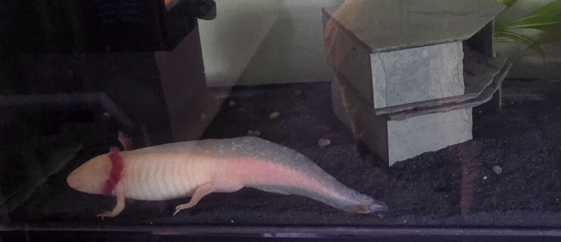 2 x Axolotl