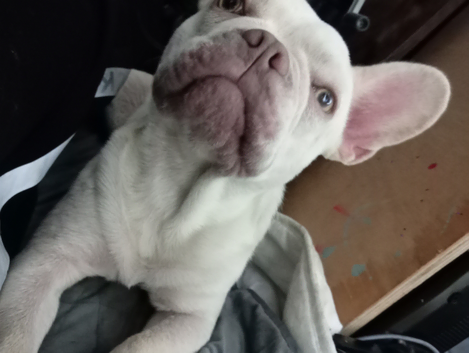 15 months french bulldog full breed good health vreethongs good