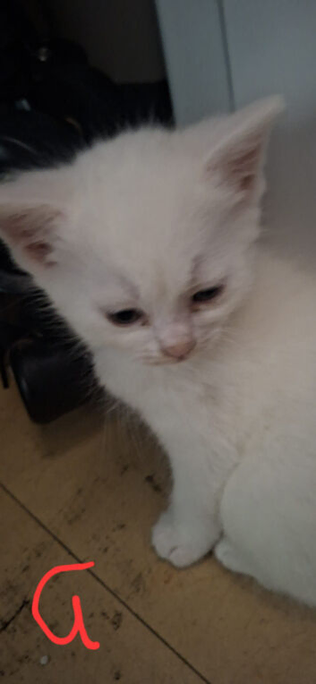 Beautiful kittens raised with children
