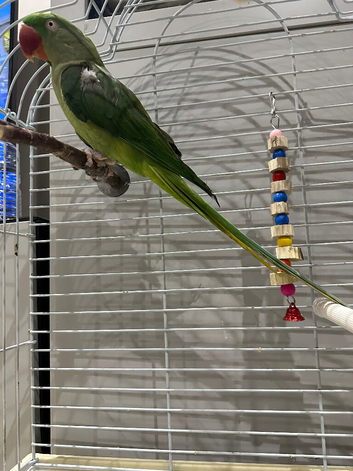 Alexandria parrot for sale