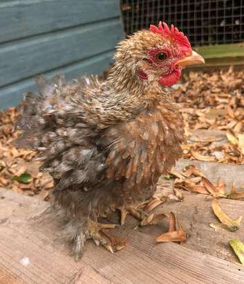 Frizzle cockerel