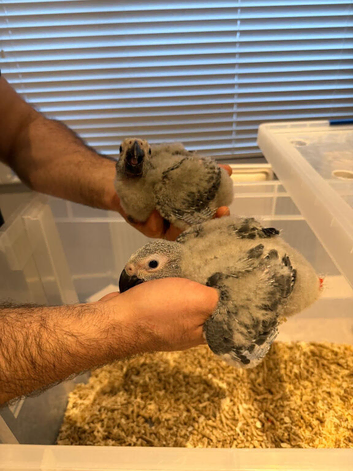 Selling handreared baby African greys