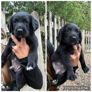 2 pups