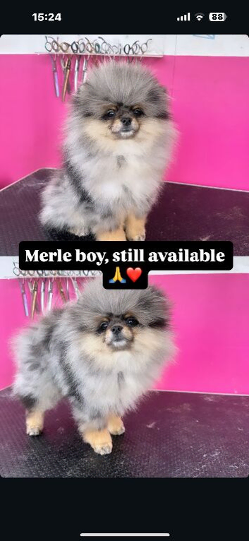 Merle boy