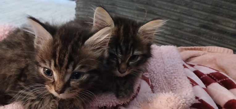 boy Maine coon mix kittens