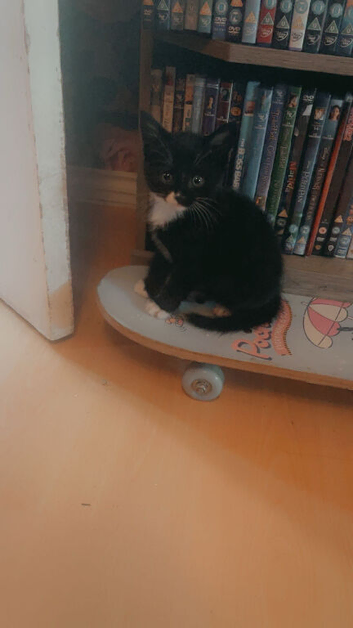 Tuxedo Kittens looking for forever home