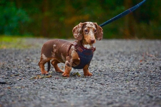 daschound pups