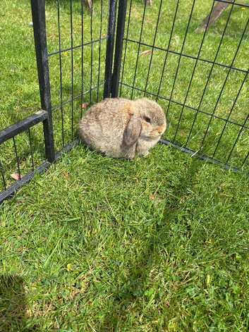 Mini lop buck