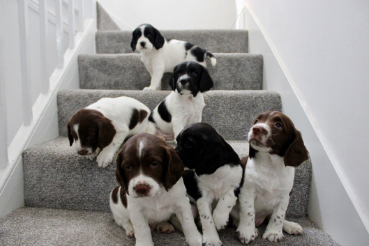 Gorgeous litter