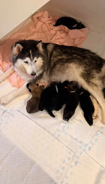 Shepsky pup 2month old