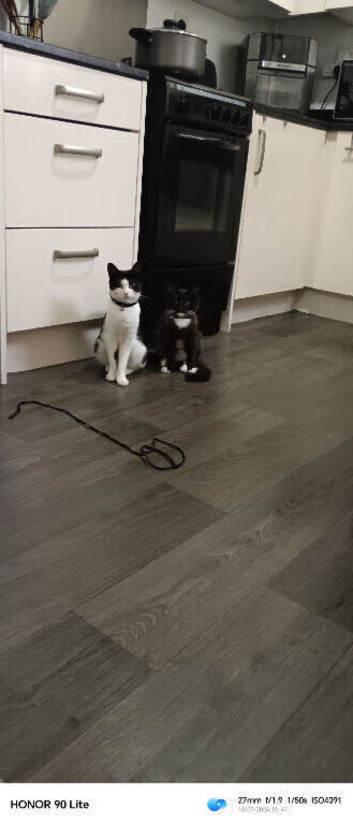 cat and kitten