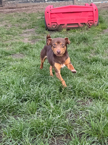 Jack Russell stud