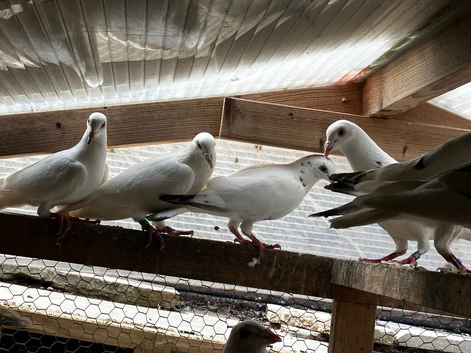 I have 4 pair Racing Pigeon for sale