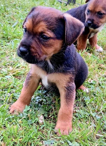 Border x jack russell pups