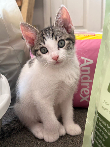 Bengal mix
