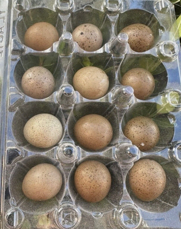 Button & Coturnix Quail eggs