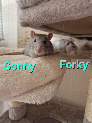Pairs of Dumbo Rats for rehoming