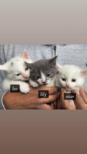 Stunning kittens (can deliver)
