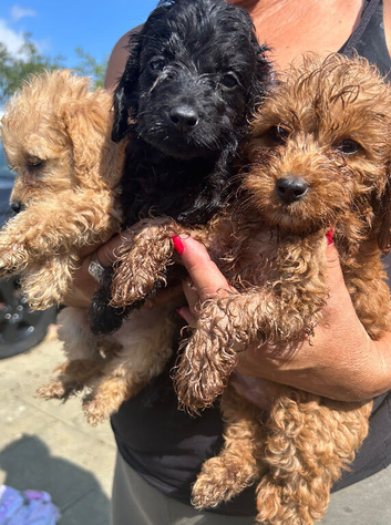 3 Beautiful Boy Cockapoos