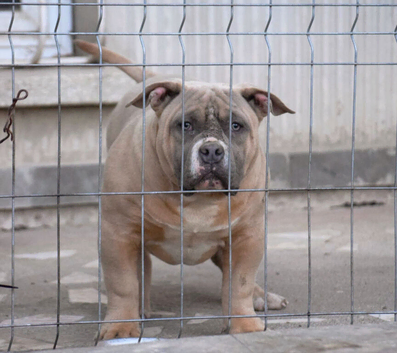 American Bully Pocket