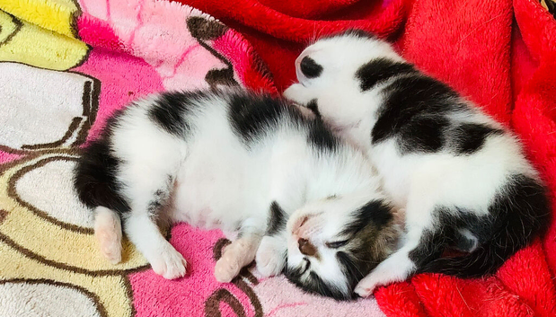 Two kittens