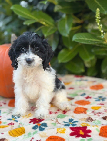 TOY COCKAPOO FEMALE AVAILABLE