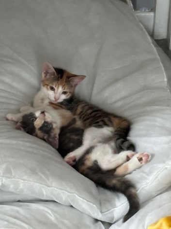 Two Beautiful Kittens